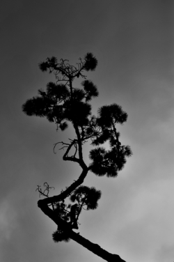 _MAR5521