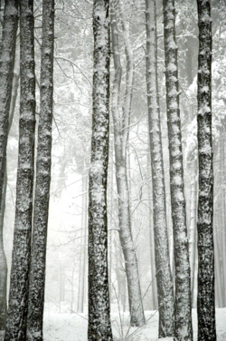 Arbres Sainté